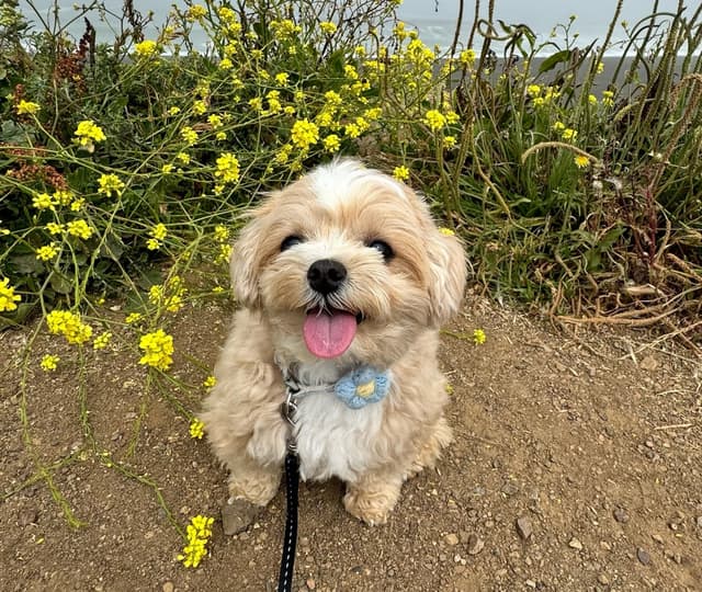 Peanut the dog